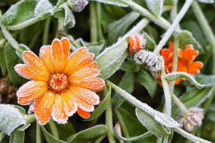 You are currently viewing Soins d'hiver au calendula – Comment conserver le calendula pendant l'hiver