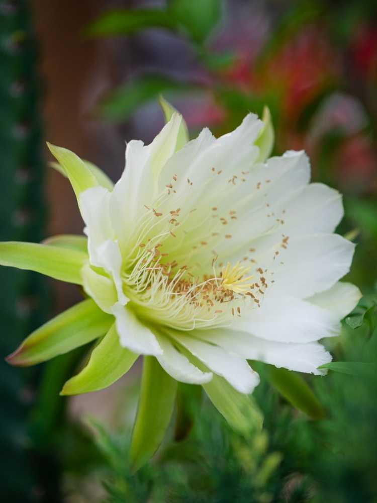 You are currently viewing Informations sur la floraison nocturne de Cereus Peruvianus