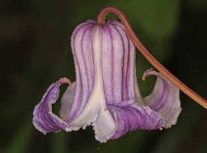 Lire la suite à propos de l’article Informations sur les fleurs en cuir des marais : En savoir plus sur la clématite en cuir des marais