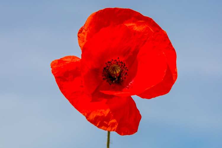 You are currently viewing Variétés de pavot populaires : types de coquelicots pour le jardin