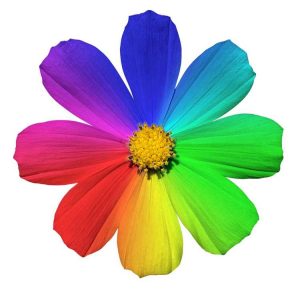 Lire la suite à propos de l’article Symbolisme des couleurs des fleurs : que signifient les couleurs des fleurs