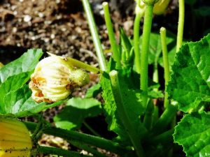 Lire la suite à propos de l’article Fleurs de courge tombant de la vigne