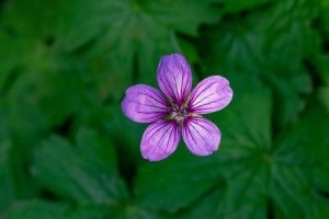 Lire la suite à propos de l’article Plantes de géranium tubéreux: comment faire pousser une fleur de géranium tubéreux