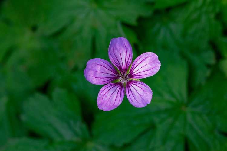 Lire la suite à propos de l’article Plantes de géranium tubéreux: comment faire pousser une fleur de géranium tubéreux