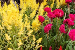 Lire la suite à propos de l’article Cultiver une fleur de crête de coq dans le jardin