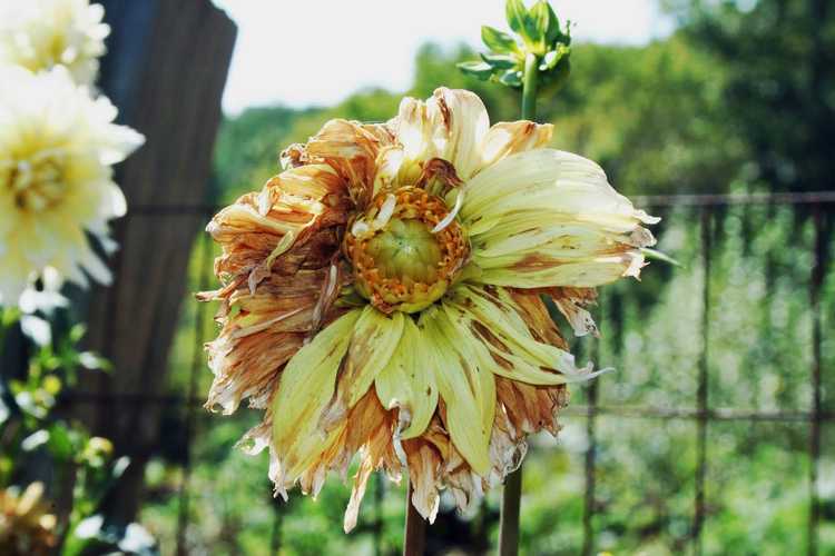 You are currently viewing Maladies des fleurs du dahlia : découvrez le traitement de la maladie du dahlia