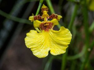 Lire la suite à propos de l’article Cultiver des orchidées Oncidium – Comment prendre soin des dames dansantes Oncidium