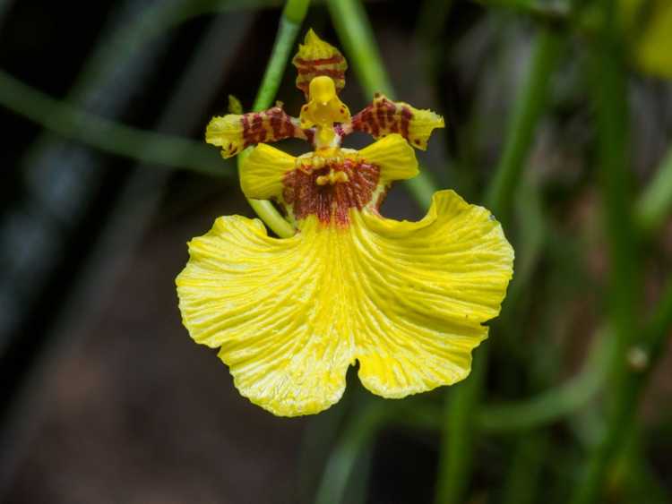 You are currently viewing Cultiver des orchidées Oncidium – Comment prendre soin des dames dansantes Oncidium