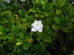 Lire la suite à propos de l’article Fleurs de gardénia – Les bourgeons de gardénia tombent de la plante