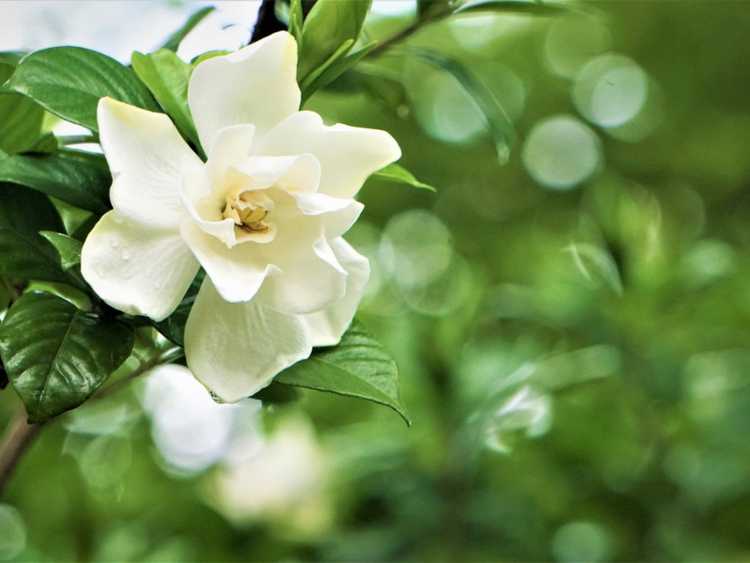 Lire la suite à propos de l’article Gardenia Care pour faire fleurir un buisson de gardénia