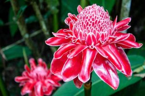 Lire la suite à propos de l’article Plantes ornementales de gingembre – Un guide des variétés de gingembre à fleurs