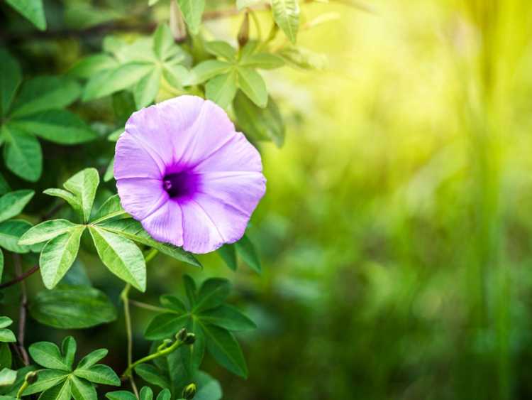 Lire la suite à propos de l’article Lutte antiparasitaire Morning Glory : lutter contre les ravageurs courants de Morning Glory