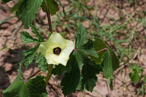 Lire la suite à propos de l’article Mes fleurs de gombo tombent : raisons de la chute des fleurs de gombo