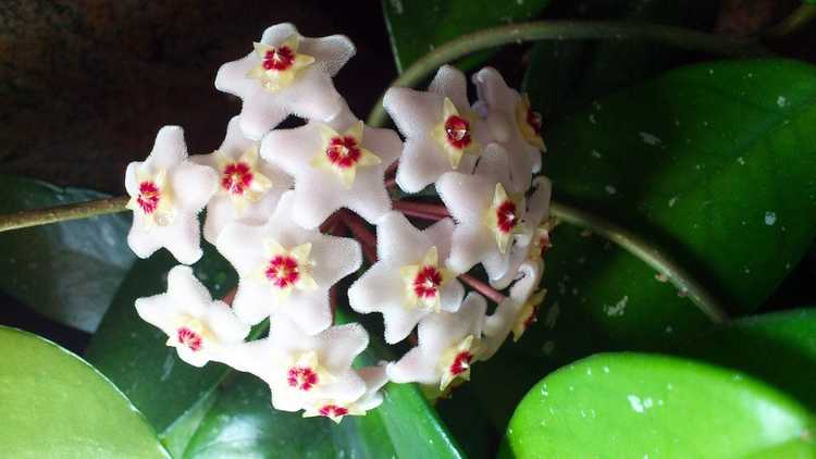 You are currently viewing Pas de fleurs sur la plante Hoya: comment faire fleurir une plante de cire