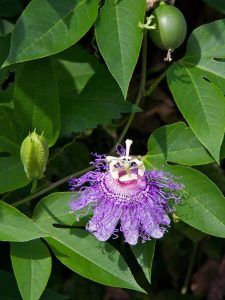 Lire la suite à propos de l’article La passiflore ne porte pas de fruits : pourquoi la vigne de la passion fleurit mais n'a pas de fruit