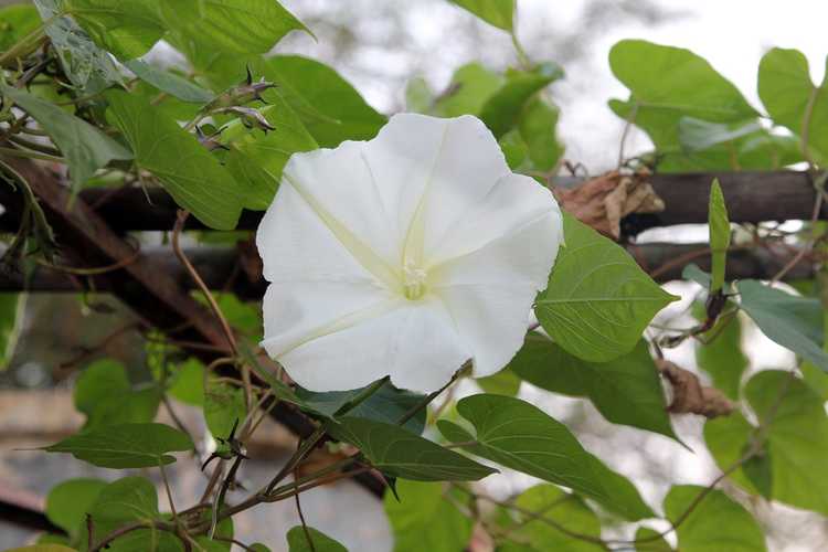 You are currently viewing Réduire les Moonflowers – Comment tailler une plante Moonflower