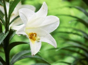 Lire la suite à propos de l’article Prendre soin des lis de Pâques : comment planter le lis de Pâques après la floraison