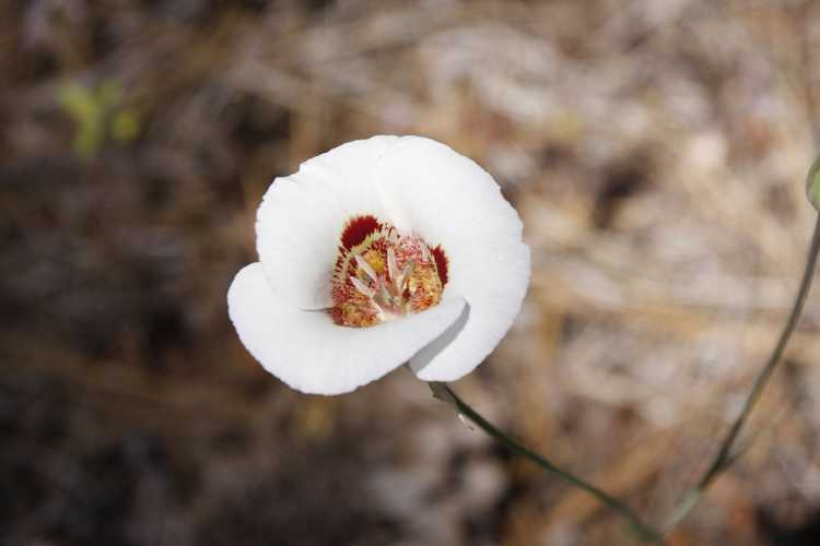 You are currently viewing Cultiver des lys Mariposa : soin des bulbes de Calochortus