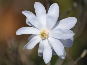 Lire la suite à propos de l’article Profiter des fleurs de Star Magnolia: prendre soin d'un arbre Star Magnolia