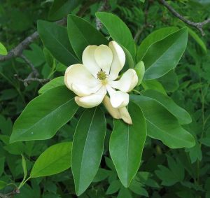 Lire la suite à propos de l’article Sweetbay Magnolia Care: Conseils pour cultiver des magnolias Sweetbay