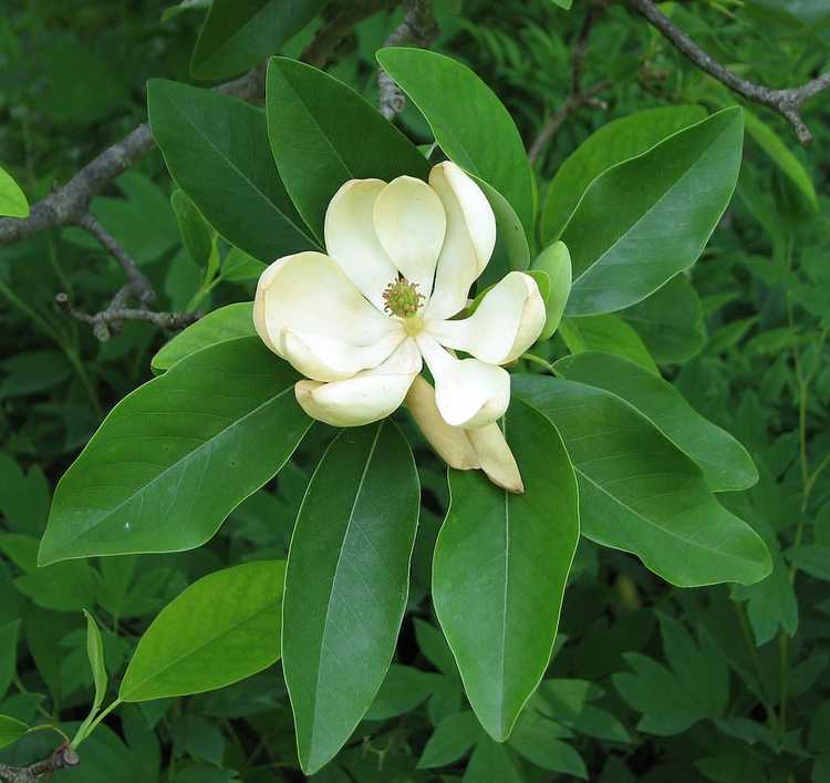 You are currently viewing Sweetbay Magnolia Care: Conseils pour cultiver des magnolias Sweetbay