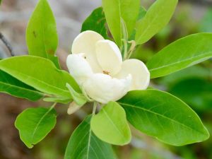 Lire la suite à propos de l’article Mon Sweetbay Magnolia ne fleurit pas – Qu'est-ce qui fait que Sweetbays arrête de fleurir