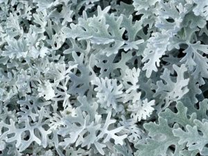 Lire la suite à propos de l’article Dusty Miller Flower – Informations sur la culture de Dusty Miller