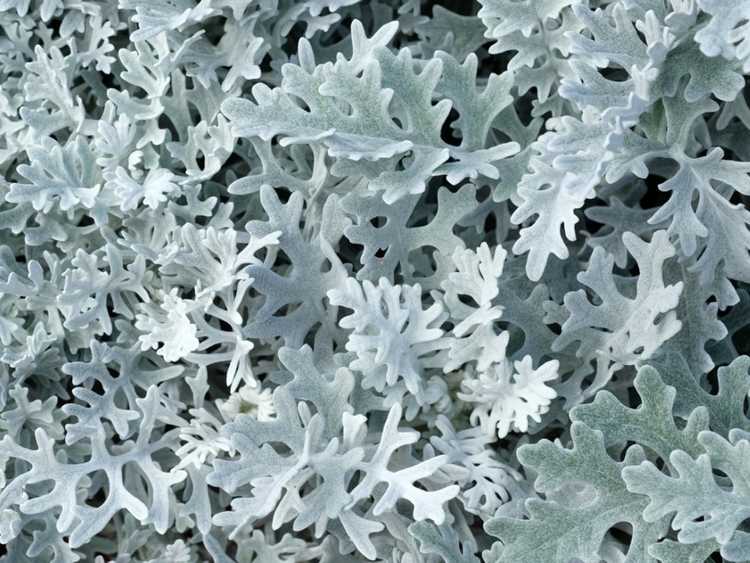 You are currently viewing Dusty Miller Flower – Informations sur la culture de Dusty Miller