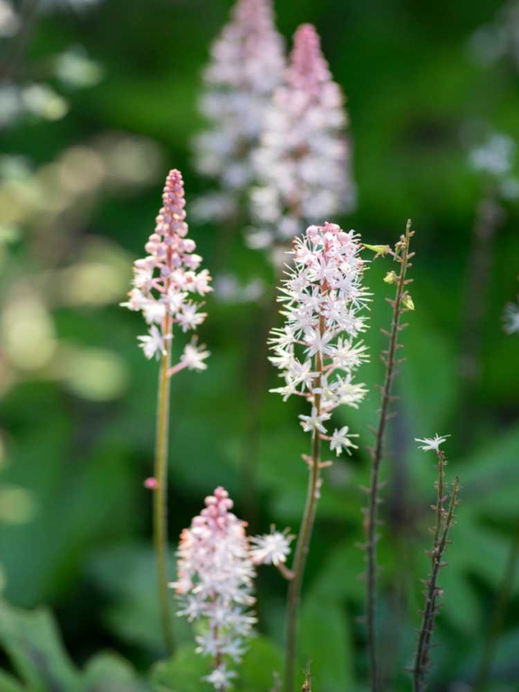 You are currently viewing Entretien de Foamflower : Conseils de culture de Foamflower dans le jardin