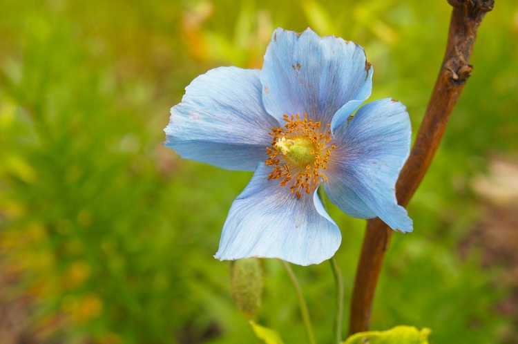 You are currently viewing Informations sur le pavot bleu : conseils pour cultiver des plants de pavot bleu de l'Himalaya