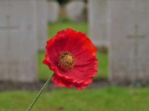 Lire la suite à propos de l’article Histoire des coquelicots rouges – Pourquoi le coquelicot rouge pour le souvenir