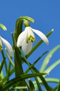 Lire la suite à propos de l’article Perce-neige multicolores : existe-t-il des perce-neige non blancs