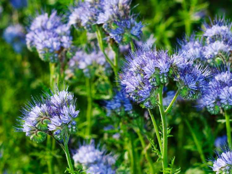 You are currently viewing Lacy Phacelia Info – Conseils sur la culture et l'entretien de Lacy Phacelia