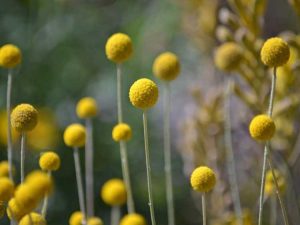 Lire la suite à propos de l’article Soins et caractéristiques des fleurs de pilon Craspedia