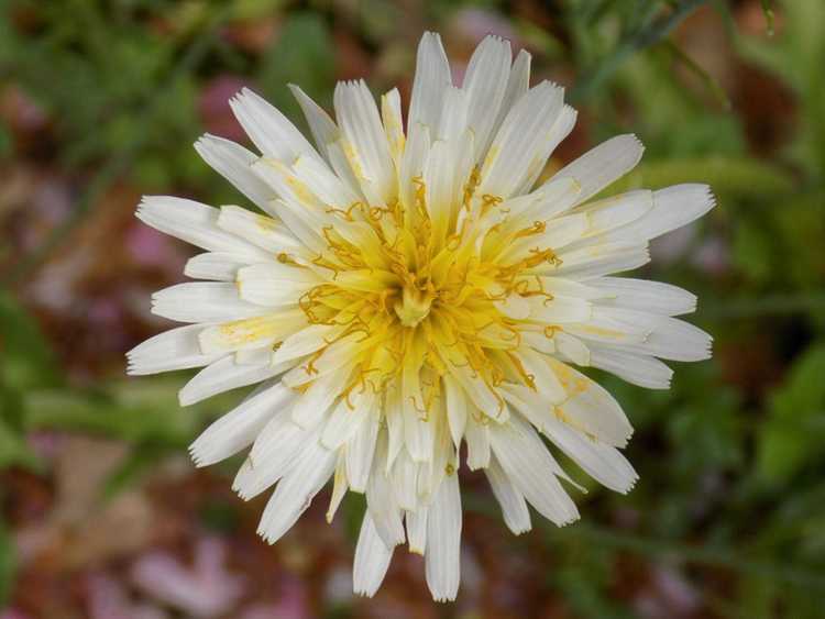 Lire la suite à propos de l’article Variétés de fleurs de pissenlit : types intéressants de plantes de pissenlit à cultiver