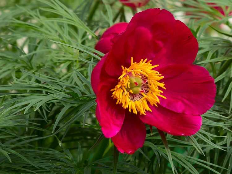 You are currently viewing Soins des pivoines Fernleaf : Apprenez à cultiver des pivoines Fernleaf