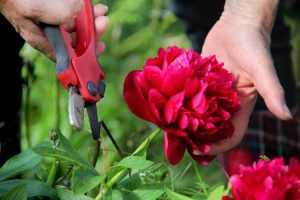 Lire la suite à propos de l’article Taille de la pivoine : la taille de la pivoine est-elle nécessaire ?