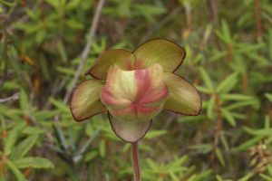 Lire la suite à propos de l’article Graines de plantes à sarracénie : Guide de culture de graines de plantes à sarrasin