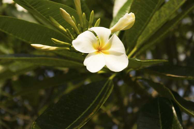 Lire la suite à propos de l’article Plumeria Bud Drop: Pourquoi les fleurs de Plumeria tombent-elles