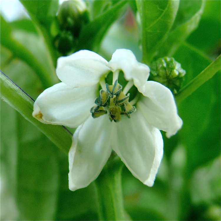 You are currently viewing Fleurs de poivre tombant de la plante