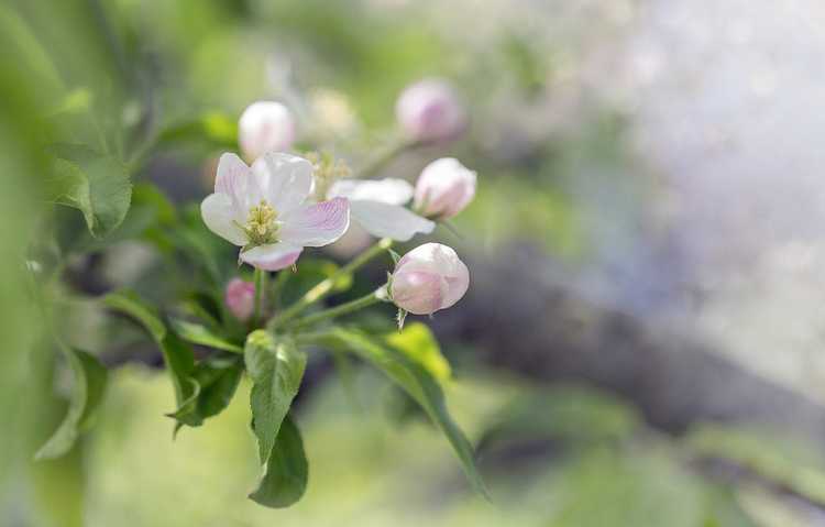 You are currently viewing Pommiers auto-fructueux : découvrez les pommes qui se pollinisent elles-mêmes