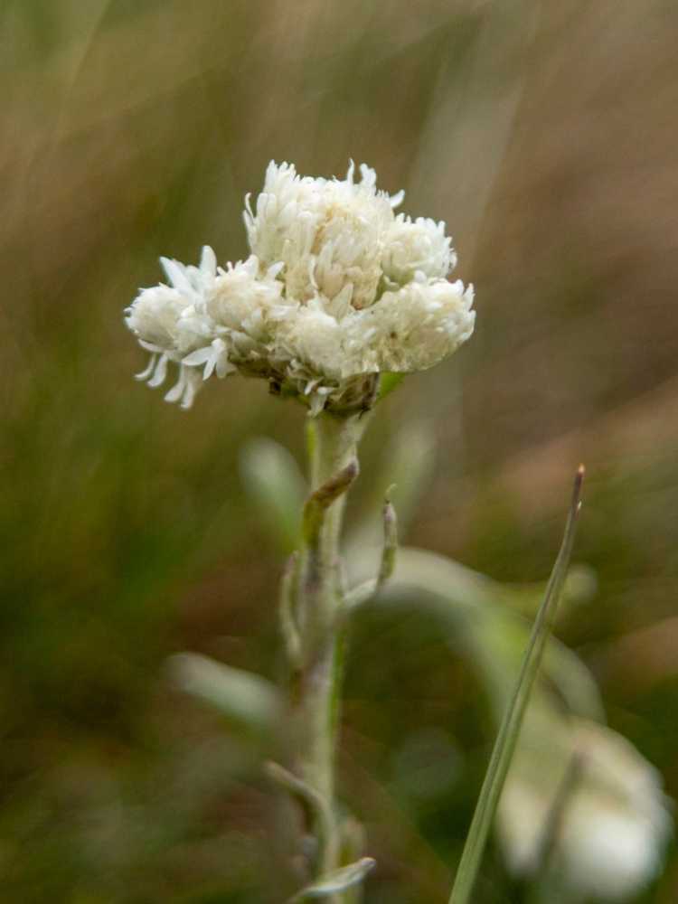 You are currently viewing Informations sur Antennaria Pussytoes : Conseils pour planter des graines de Pussytoes