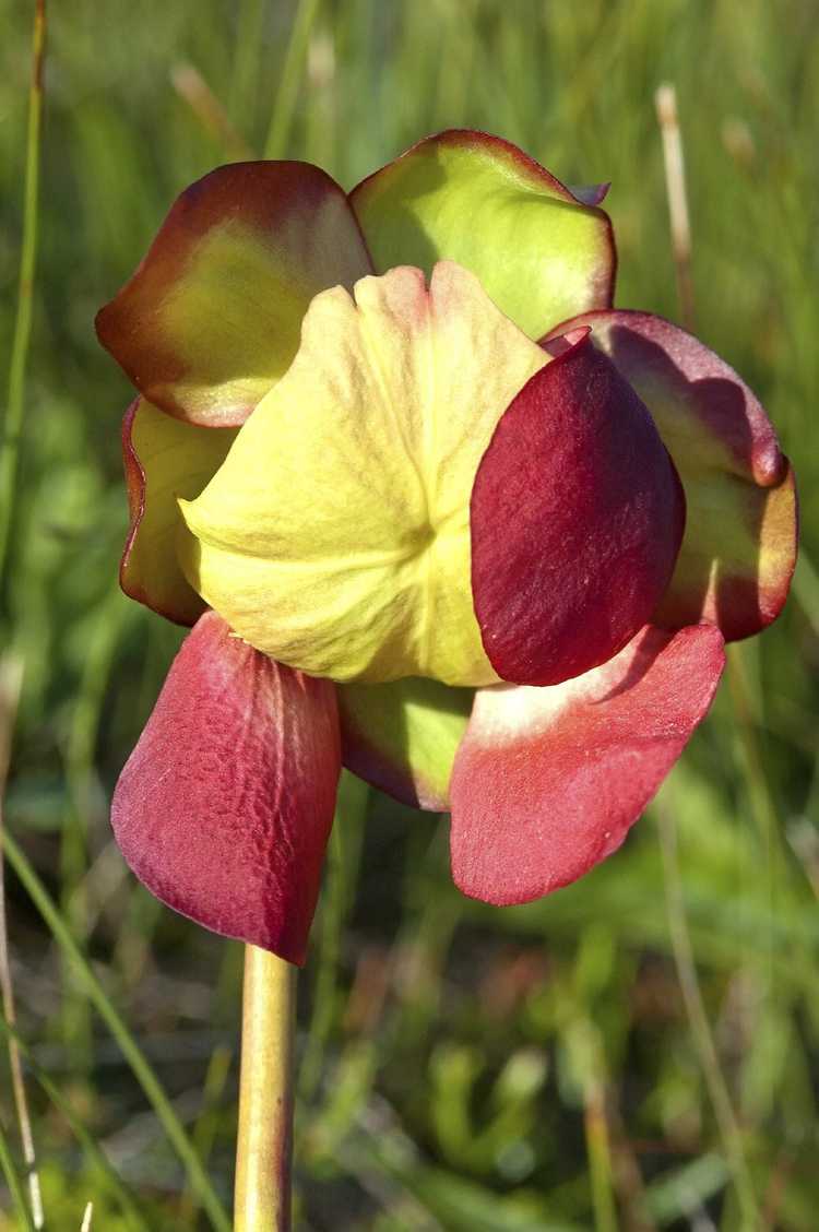 You are currently viewing Les plantes à pichet fleurissent-elles : découvrez les fleurs des plantes à pichet