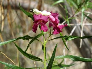 Lire la suite à propos de l’article Quand tailler un saule du désert – Conseils pour la taille des saules du désert