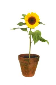 Lire la suite à propos de l’article Dans quelle mesure les tournesols en pot poussent-ils : comment faire pousser des tournesols dans des jardinières