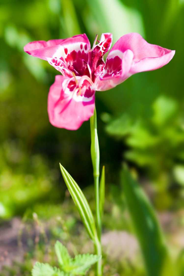 Lire la suite à propos de l’article Fleur de tigre : conseils pour cultiver des plantes à fleurs de tigre