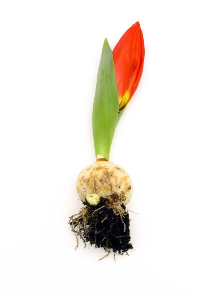 Lire la suite à propos de l’article Diviser les bulbes de tulipes