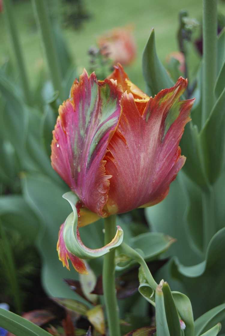 You are currently viewing Bulbes de tulipes perroquets – Conseils de culture et informations sur les tulipes perroquets