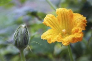 Lire la suite à propos de l’article Pollinisation des plantes de citrouille: comment polliniser les citrouilles à la main