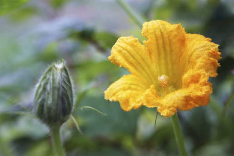 You are currently viewing Pollinisation des plantes de citrouille: comment polliniser les citrouilles à la main